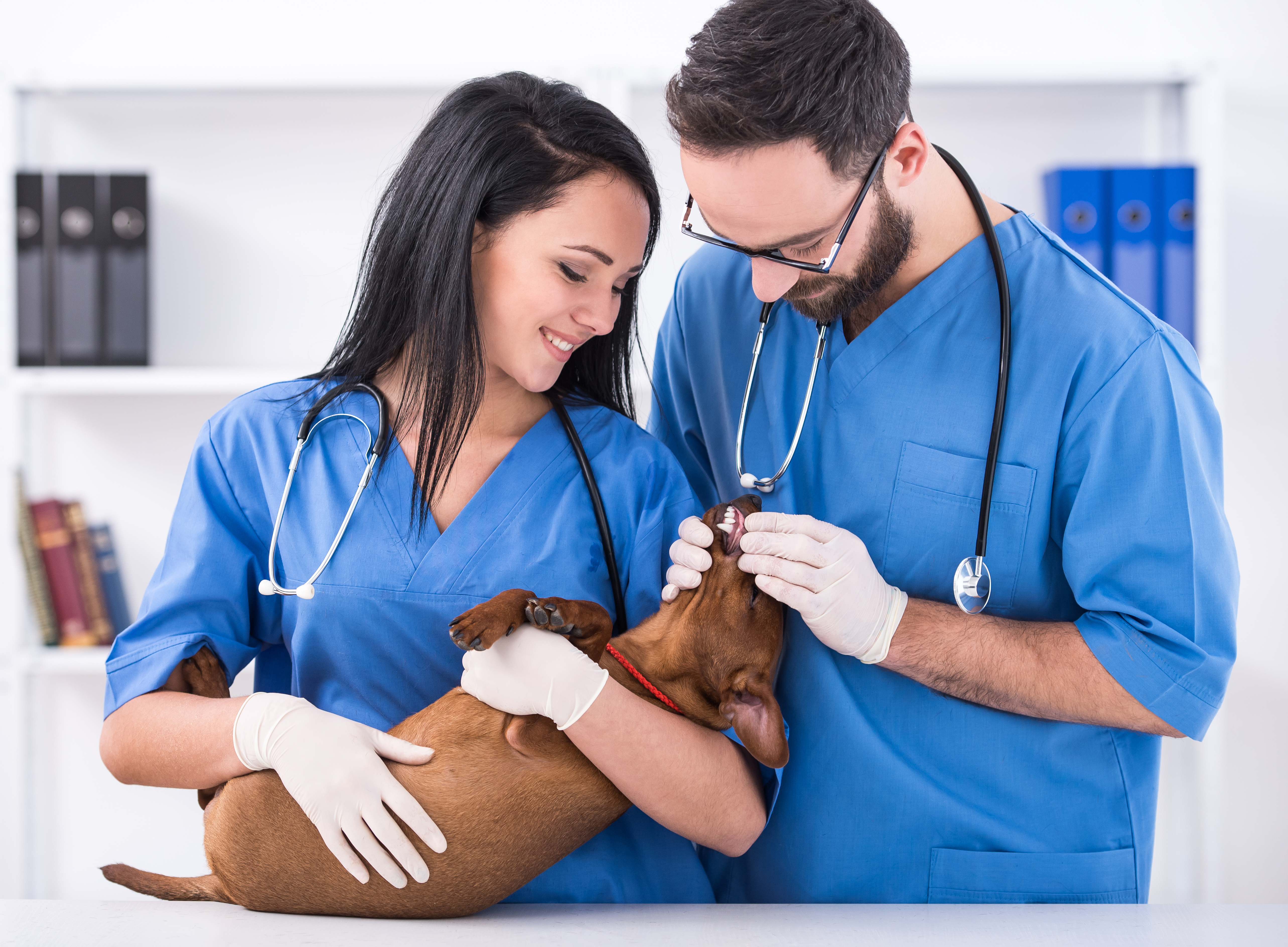 Injuries in the Workplace: Animal-Related Services
